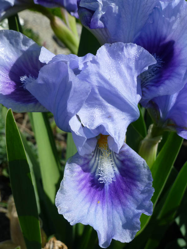 Iris pumila 'bleu'